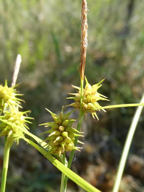 jämtstarr Carex lepidocarpa subsp. jemtlandica
