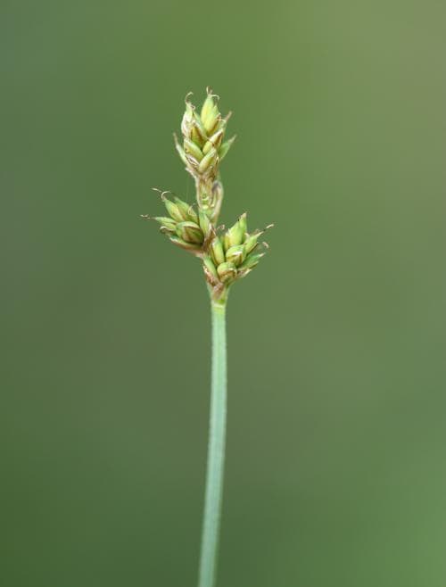 myrstarr Carex heleonastes