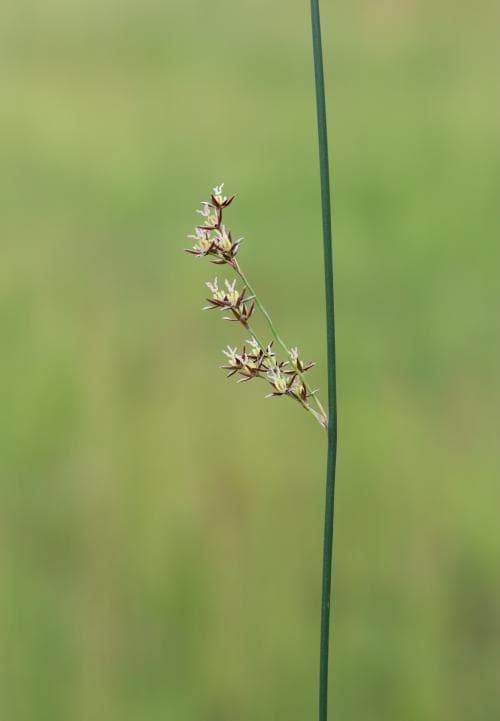 östersjötåg Juncus balticus