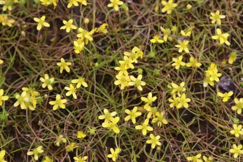 strandranunkel Ranunculus reptans