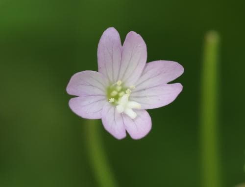 bergdunört Epilobium montanum