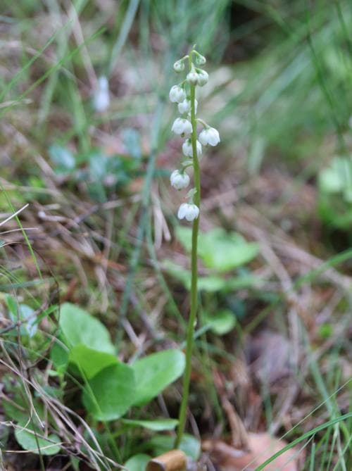 klockpyrola Pyrola media