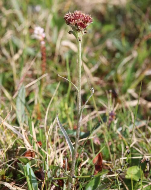 lappkattfot Antennaria villifera
