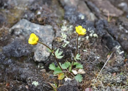 polarsmörblomma Ranunculus sulphureus