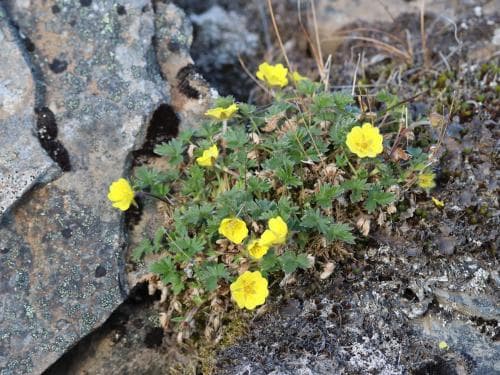 raggfingerört Potentilla hyparctica
