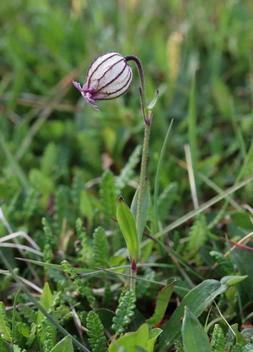 isblära Silene uralensis subsp. arctica