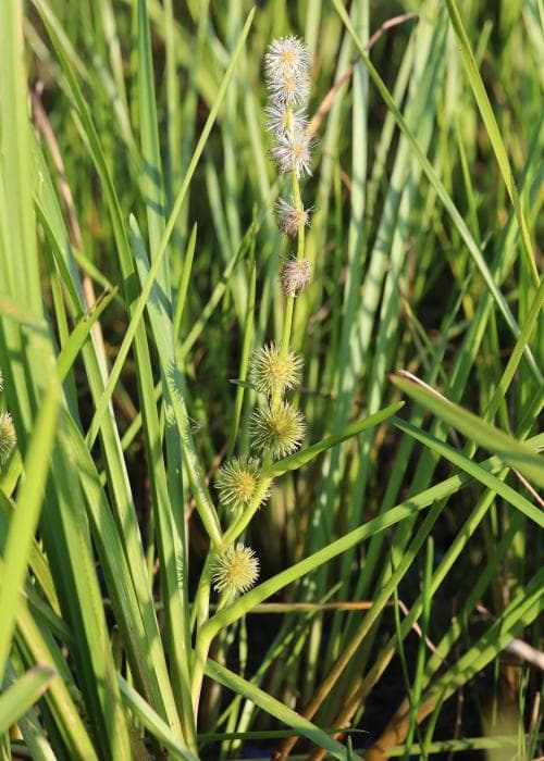 gles igelknopp Sparganium emersum