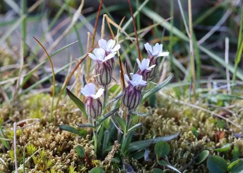 spetsbergsblära Silene involucrata subsp. furcata