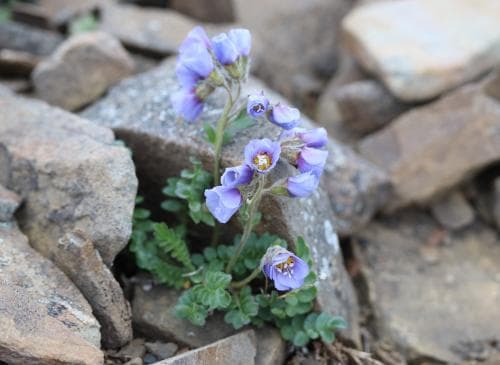 polarblågull Polemonium boreale