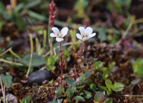svalbardsbräcka Saxifraga svalbardensis