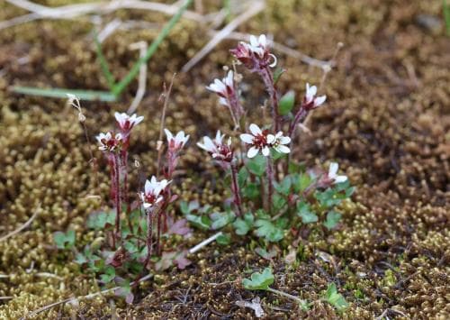 polarbräcka Saxifraga hyperborea
