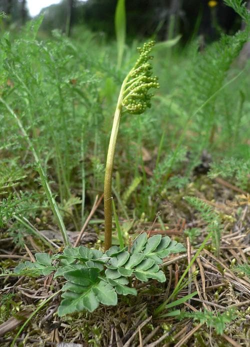 höstlåsbräken Botrychium multifidum