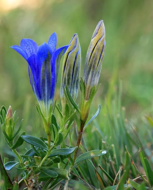 klockgentiana Gentiana pneumonanthe