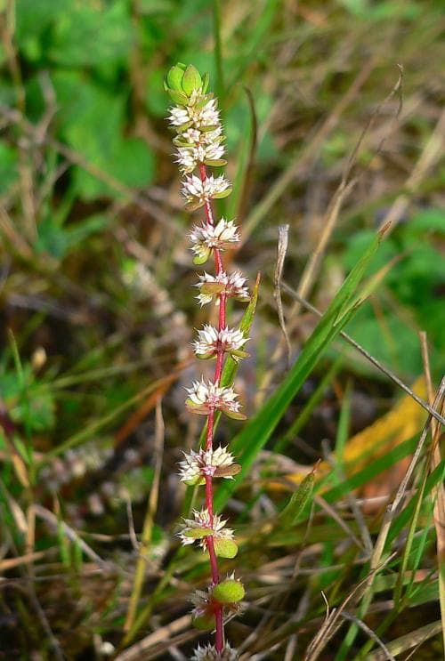 glimmerört Illecebrum verticillatum