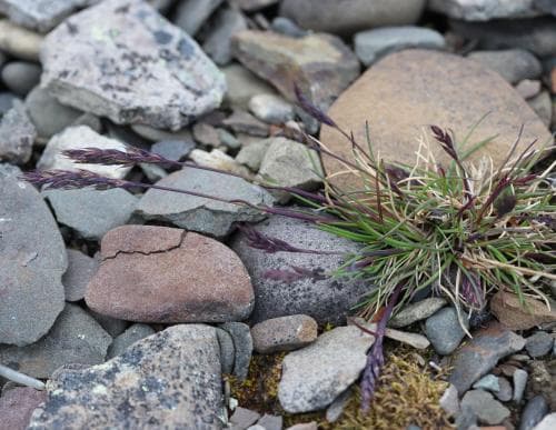 issvingel Festuca edlundiae