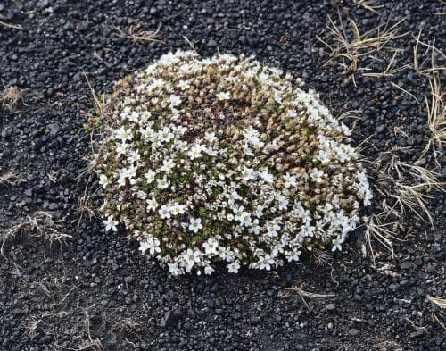 polarnarv Arenaria pseudofrigida