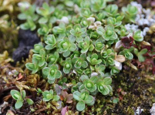 polararv Cerastium regelii