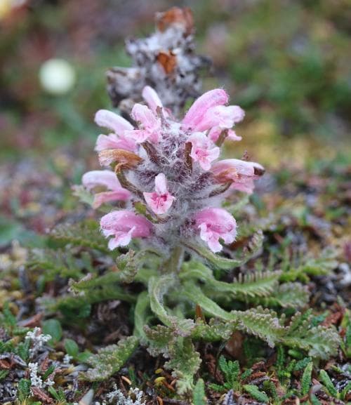 ullspira Pedicularis dasyantha