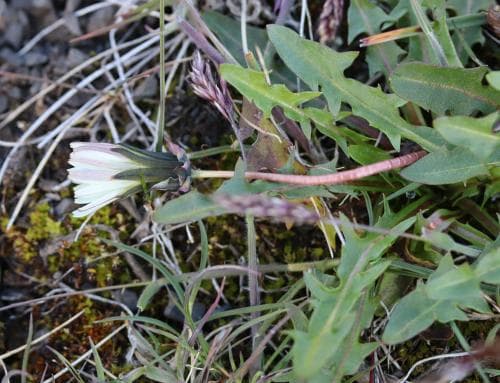 arktisk maskros Taraxacum arcticum