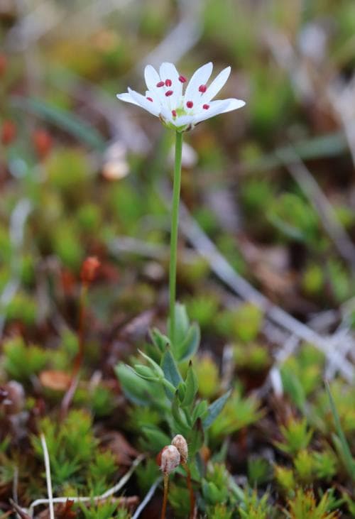 polarstjärnblomma Stellaria longipes