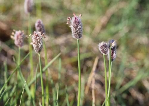 polarkavle Alopecurus magellanicus