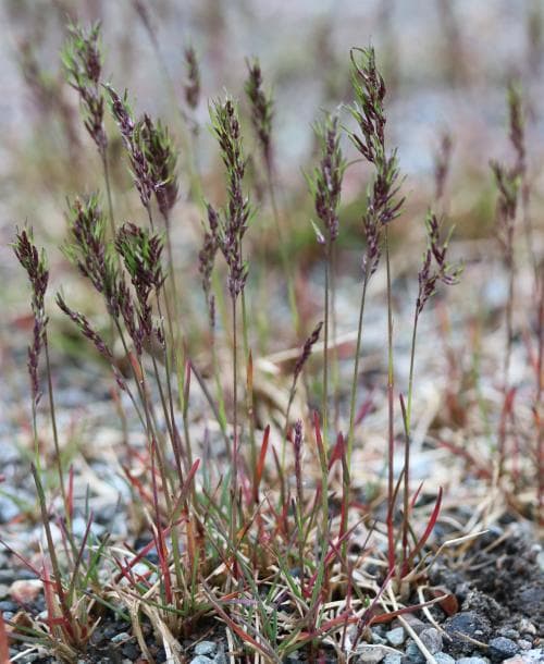 eskimågröe Poa pratensis subsp. colpodea