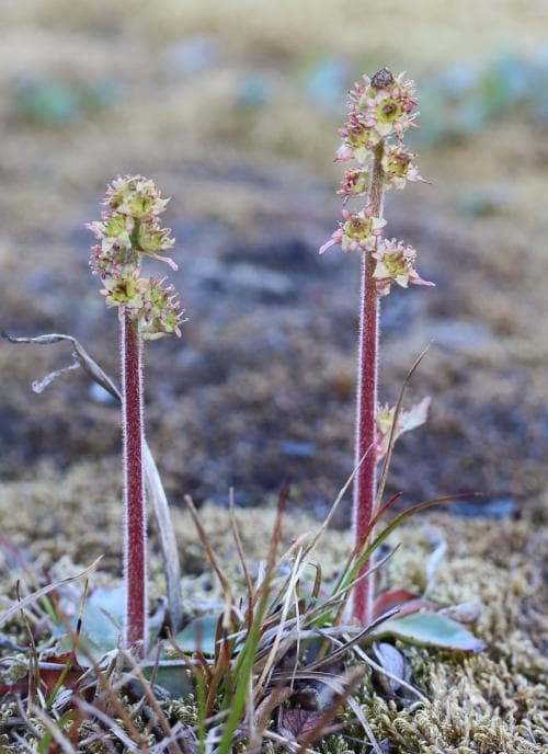 styvbräcka Micranthes hieraciifolia