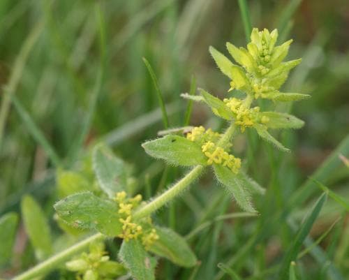 korsmåra Cruciata laevipes