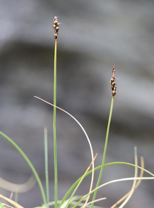 klippstarr Carex rupestris