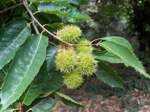 äkta kastanj Castanea sativa