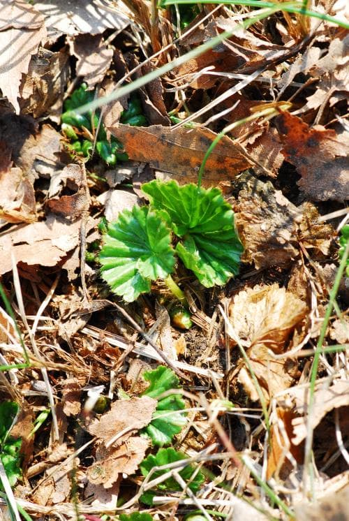krypgunnera Gunnera magellanica