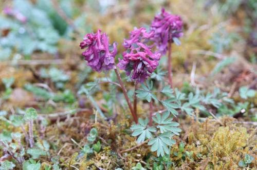 vanlig stornunneört Corydalis solida subsp. solida
