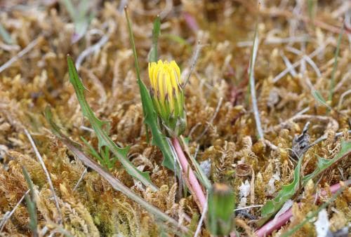vätmaskros Taraxacum limnanthes