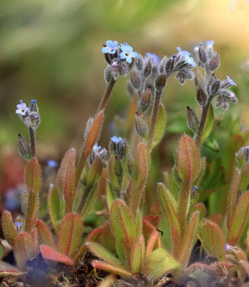 vårförgätmigej Myosotis stricta