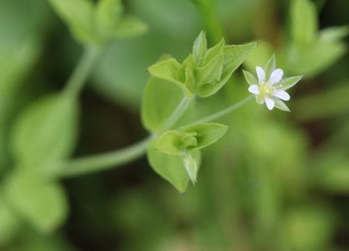 skogsnarv Moehringia trinervia