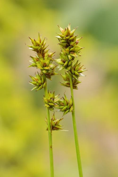 mörk snårstarr Carex muricata