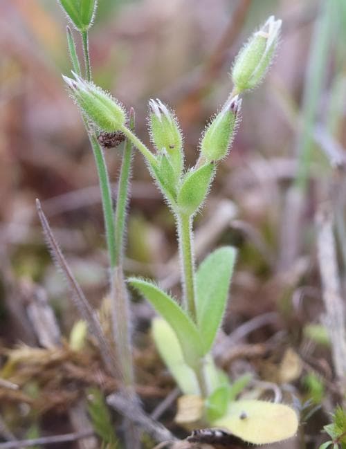 klibbarv Cerastium glutinosum