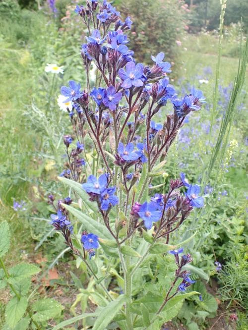 italiensk oxtunga Anchusa azurea