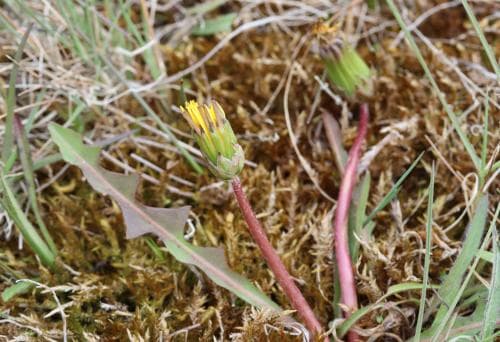 sumpmaskros Taraxacum intercedens