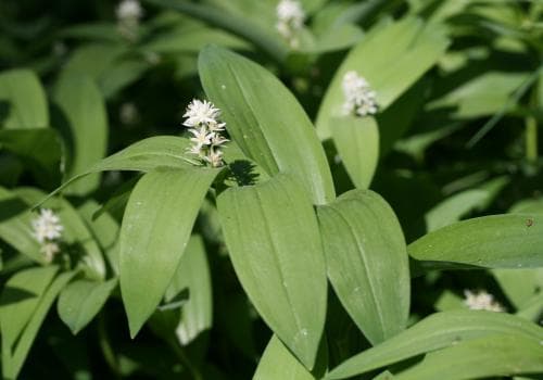 stjärnrams Maianthemum stellatum