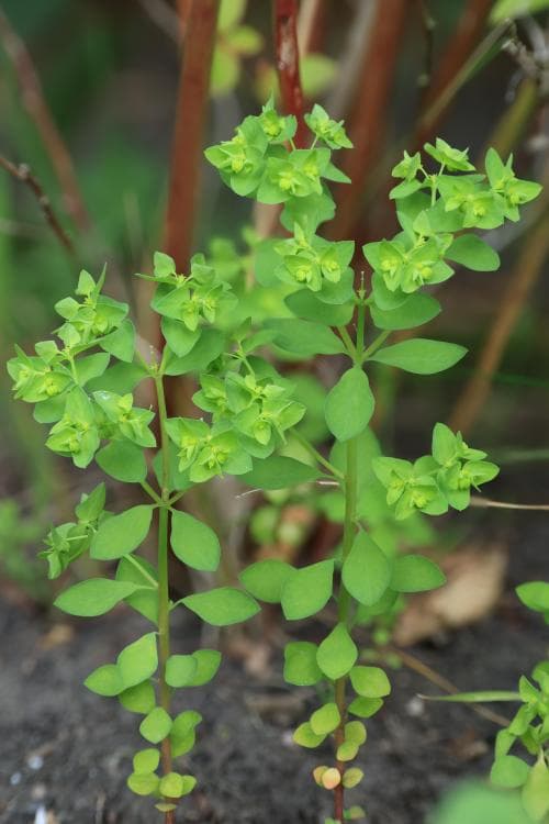 rävtörel Euphorbia peplus