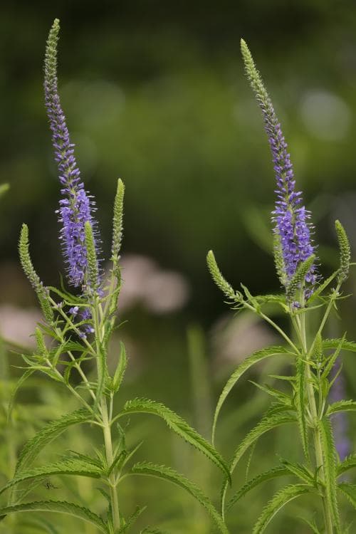 smalbladig strandveronika Veronica longifolia var. maritima