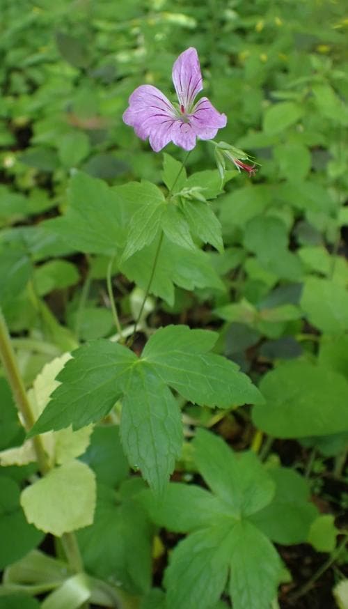 blanknäva Geranium nodosum