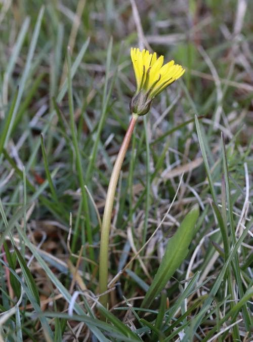 kalkmaskros Taraxacum decolorans