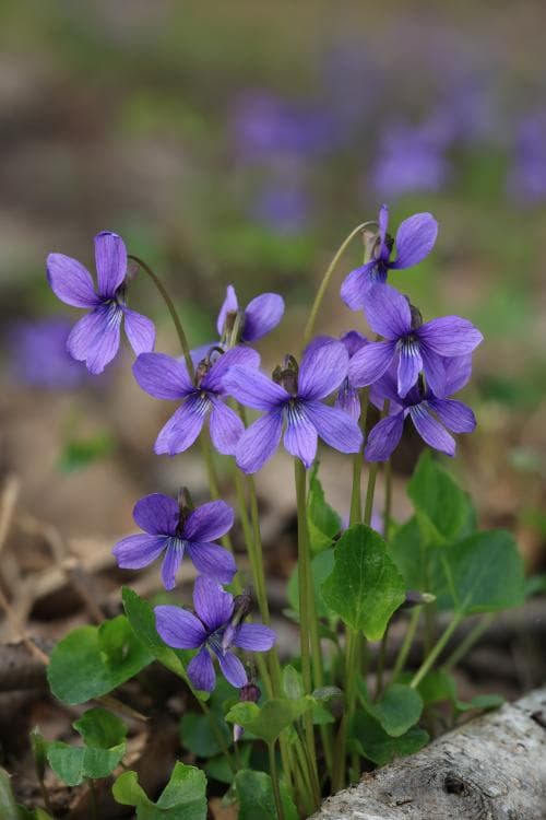 sumpviol Viola uliginosa