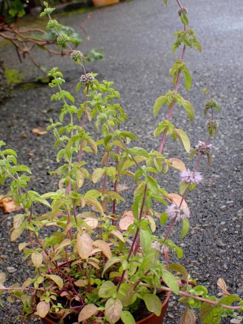 polejmynta Mentha pulegium