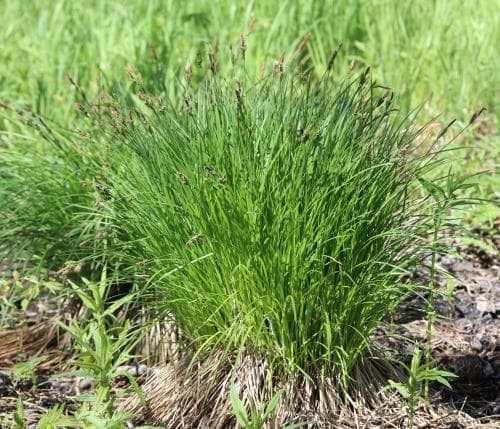 tuvstarr Carex cespitosa