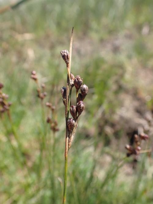 vanligt salttåg Juncus gerardii subsp. gerardii