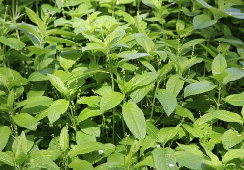 skogsbingel Mercurialis perennis