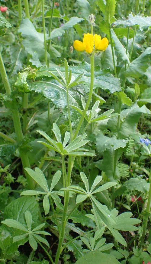 gullupin Lupinus luteus